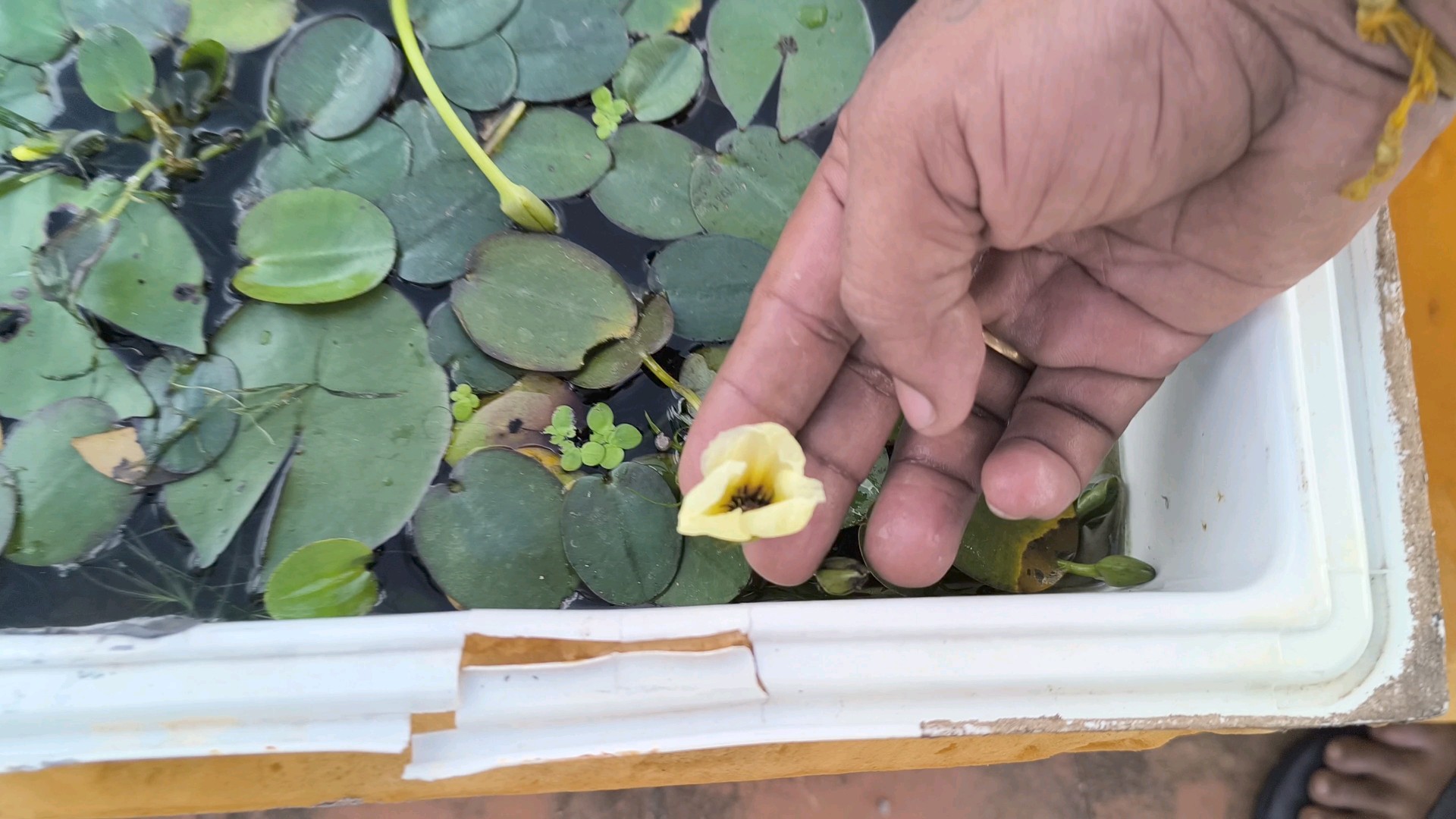 Tropical water puppy play ( minimum 3 plant ) - Detail View